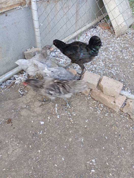 Ameraucana tineret