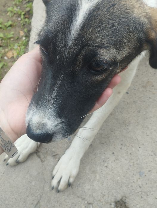 в добрые руки щенок