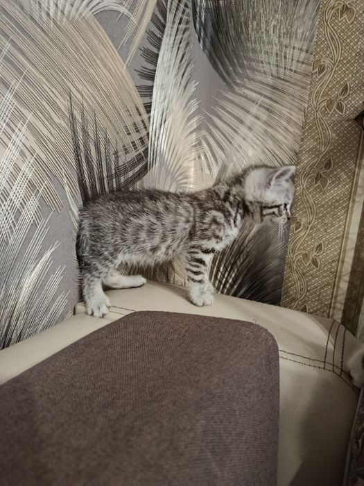 Отдам котят даром