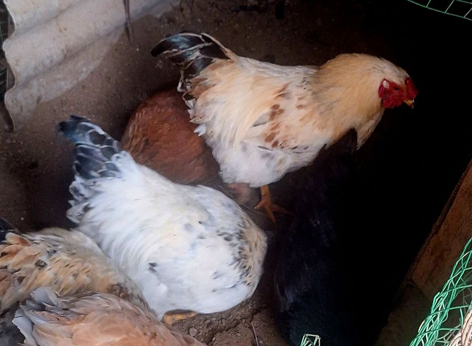 Продаются петухи