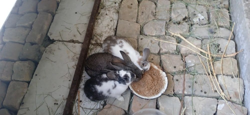 Продаётся кролики