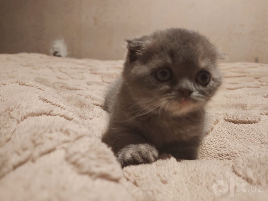Продается котёнок