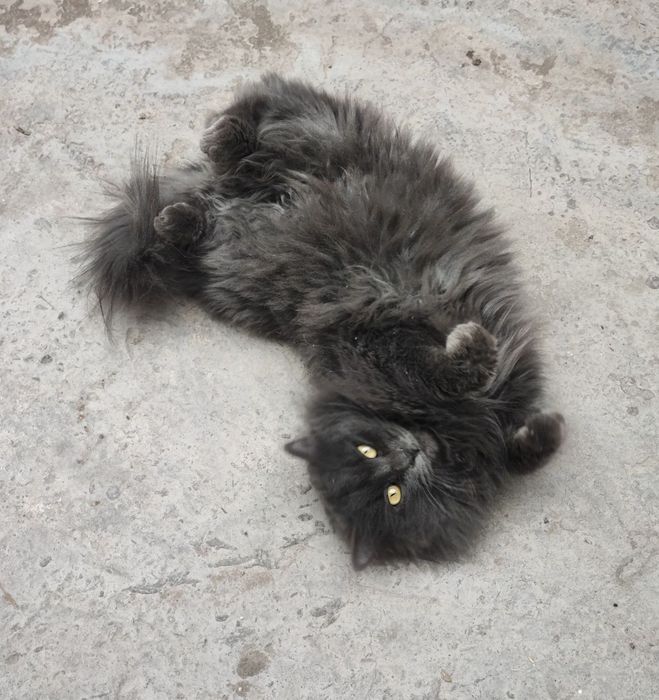 Heyland strayt qiz bola mushuk sotiladi