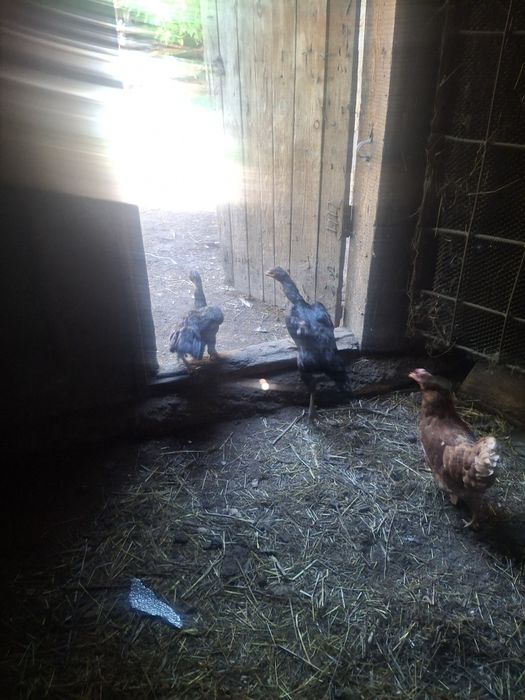 Продам 3 курицы даканки