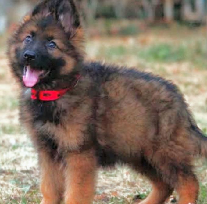 Немецкая овчарка.