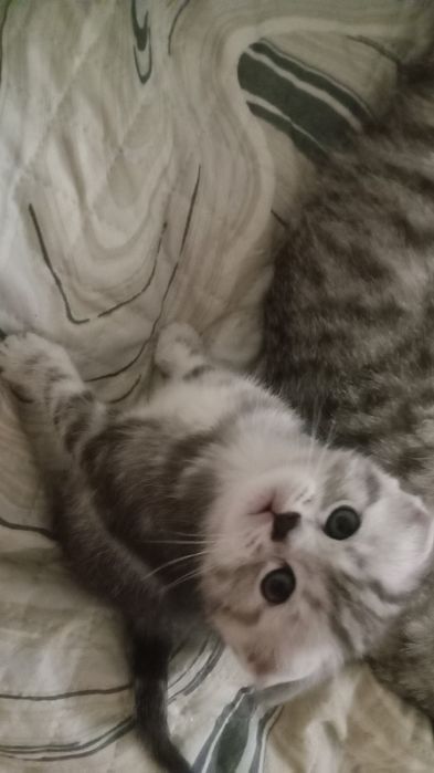 Отдам котёнка в добрые руки