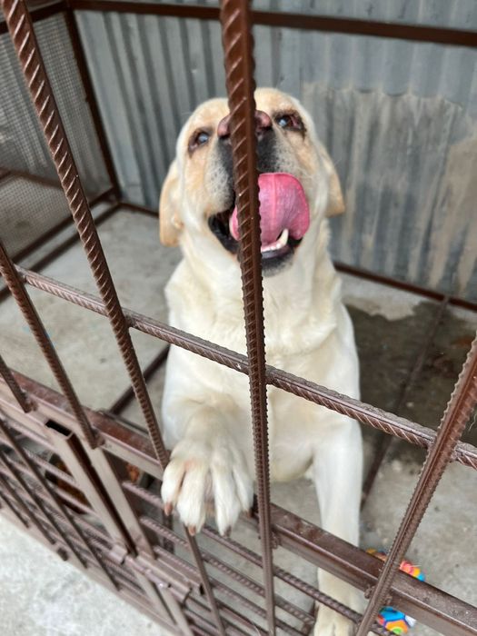 Продам белого лабрадора