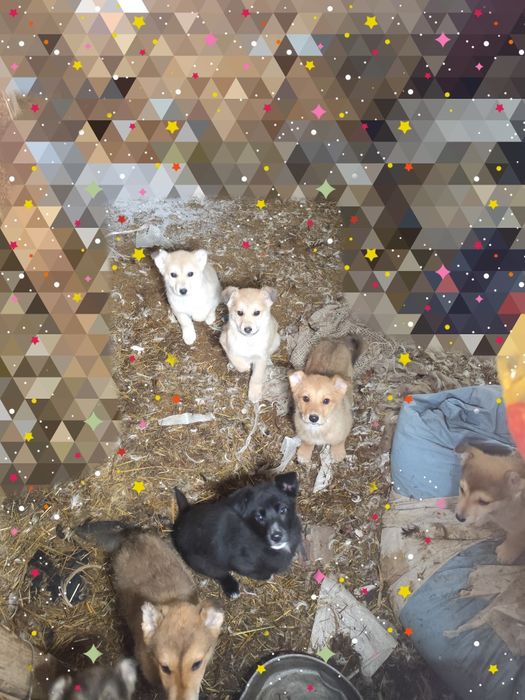 Отдам щенят разные