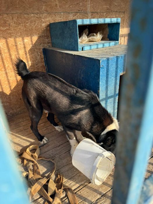 Алабай 1 год