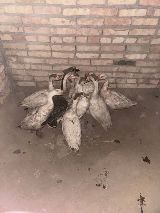 Gʻoz va indautka sotiladi