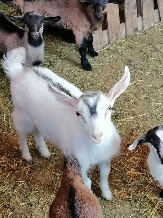 Еркек Лақтар сатылады