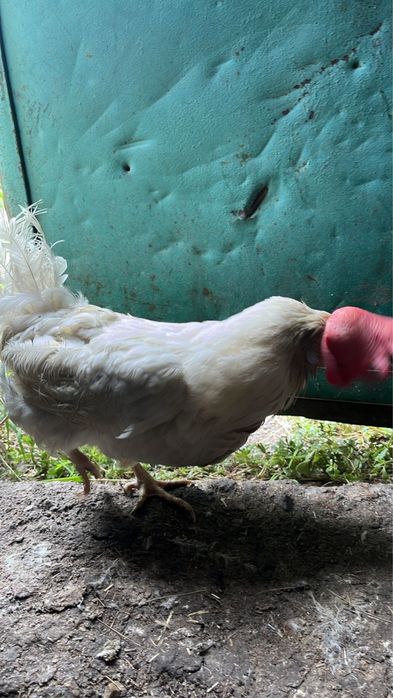 Куры несушки молодые