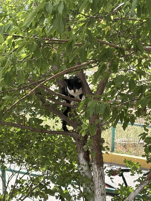 Ласковая кошечка