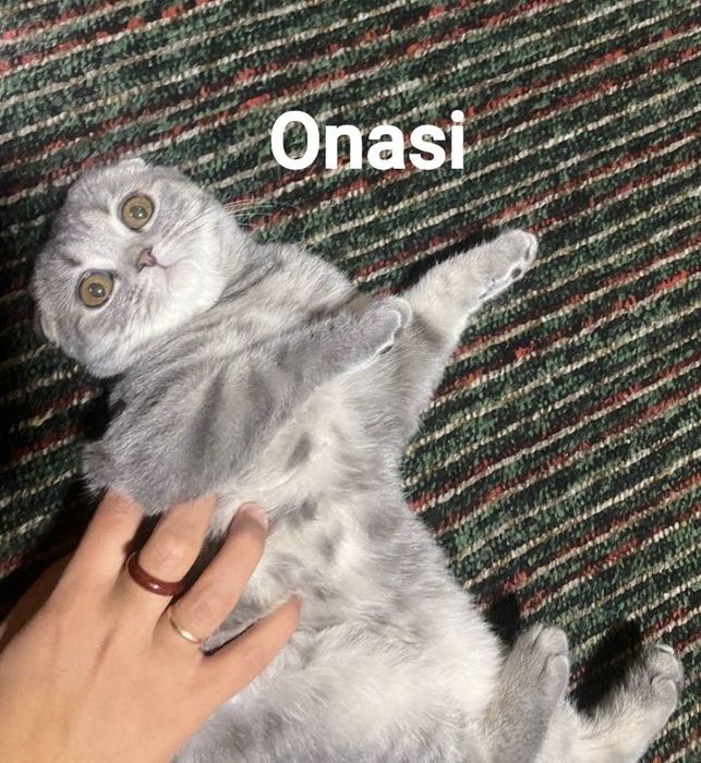 Zoti: Britaniya kalta yungli
Tavsif
Zoti :British Shorthair
Yoshi: 3oy