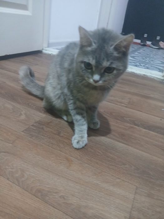 Отдам кошку девочка