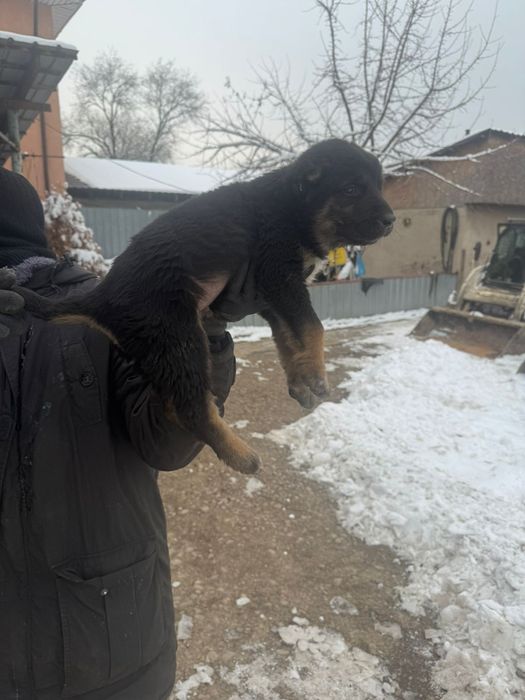 Продам щенка алабая