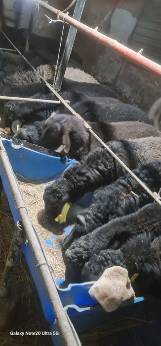 Маросимларга ва гушга куй