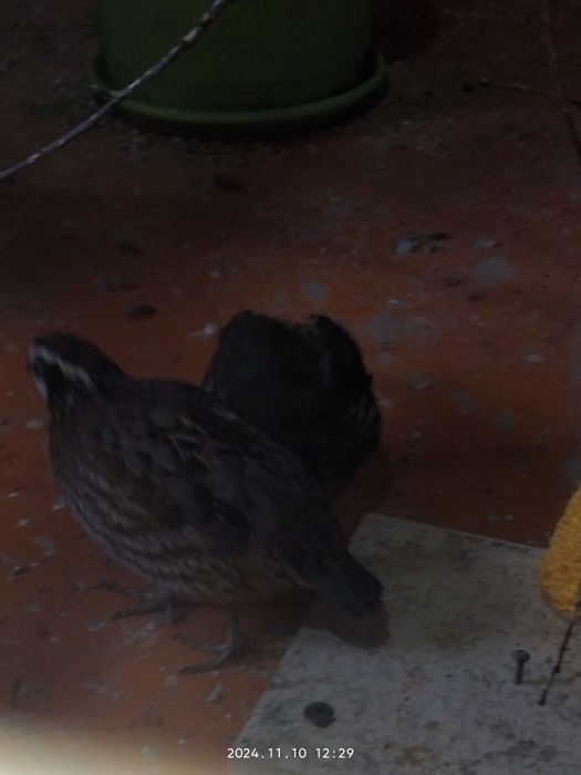 Вергинская куропатка самец