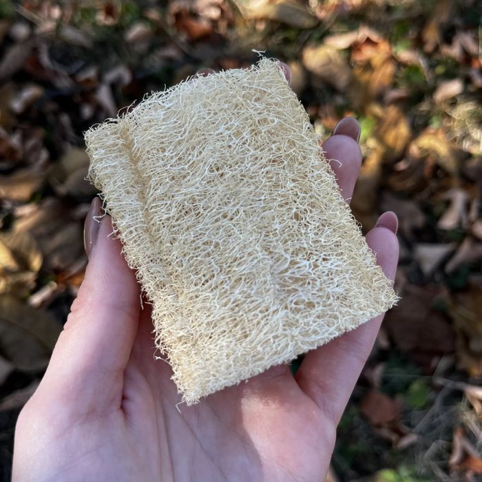 Семена за гъба Луфа