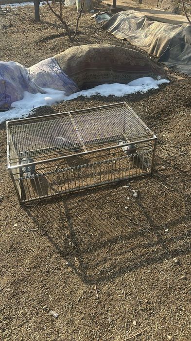 Птицы индюк курке