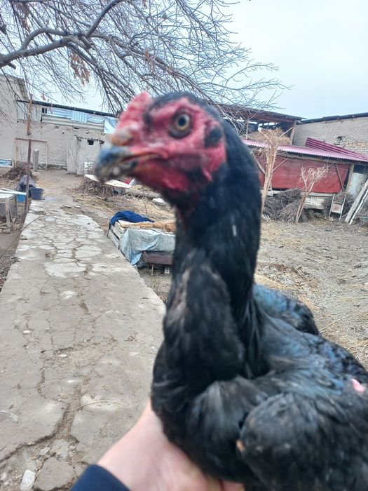 Хўрозлар даканг соғлом