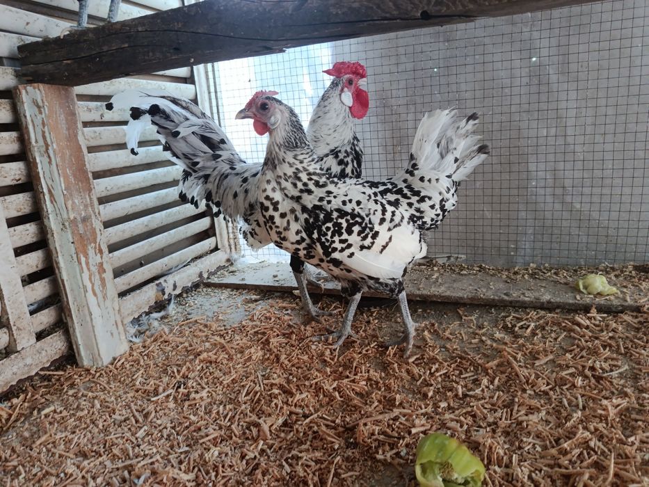 Продаются куры породы гамбургская