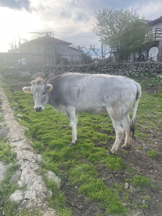 Продавам Крави юници за  курбан