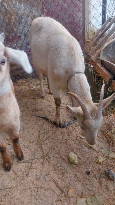 Ешкінің еркек лағы сатылады