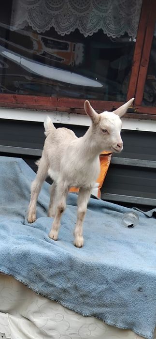 Doua ieduțe si un ied