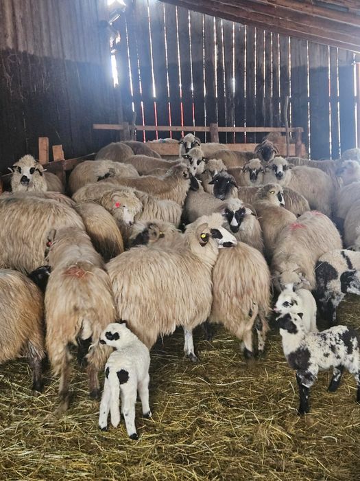 Vand oi cu miei la picior