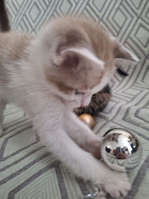 Котят в добрые руки