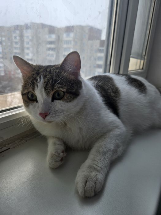 Отдам кота в добрые руки