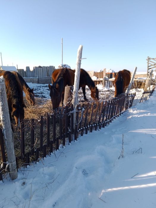 Продам Лошадей с жеребятами