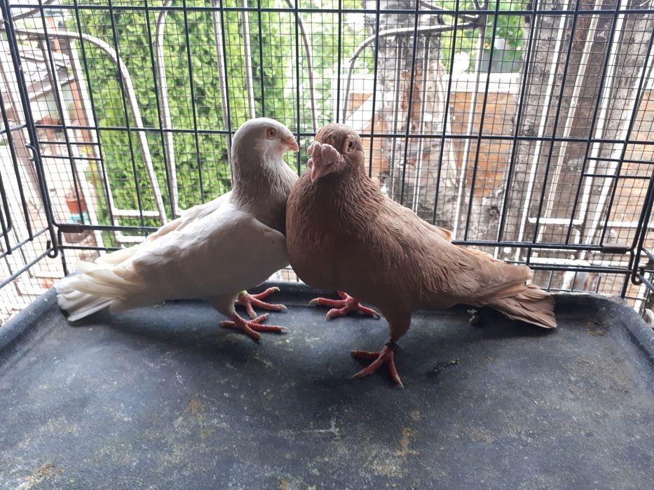 De vânzare porumbei voiajori stil vechi