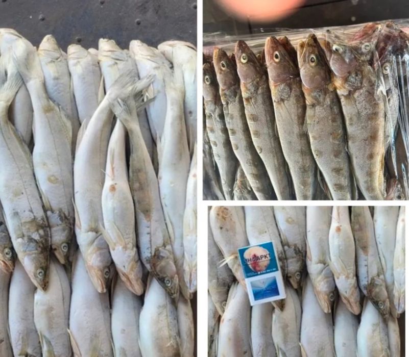 Балық Зайсан Сазан Судак