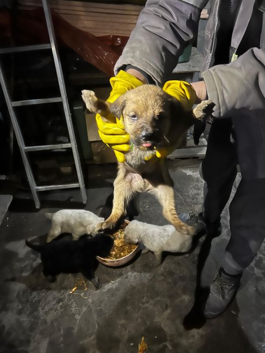 Одам даром дворовые щенята