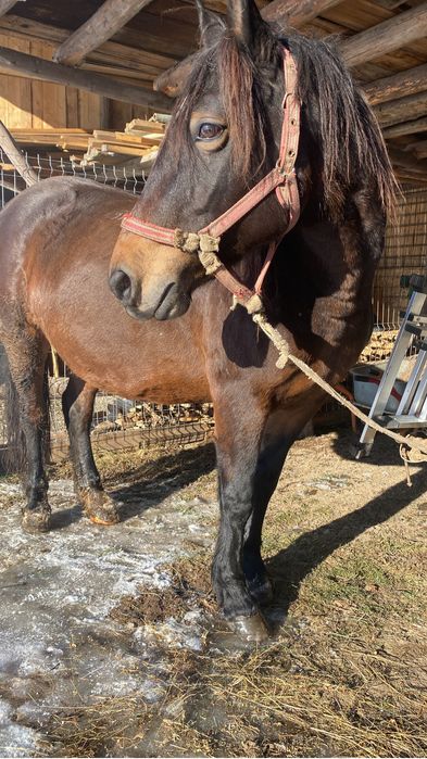 Vand iapa schimb cu vaca