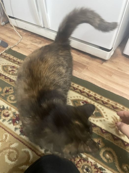 Отдам кошку 7-8 месяцев