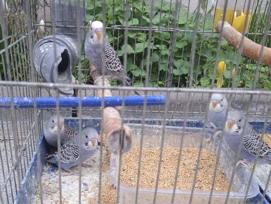 Продавам вълнисти папагали и корели