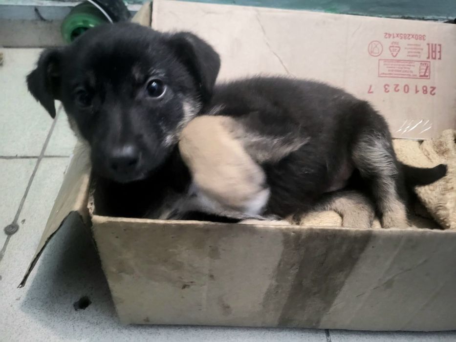 Отдам щенка в добрые руки