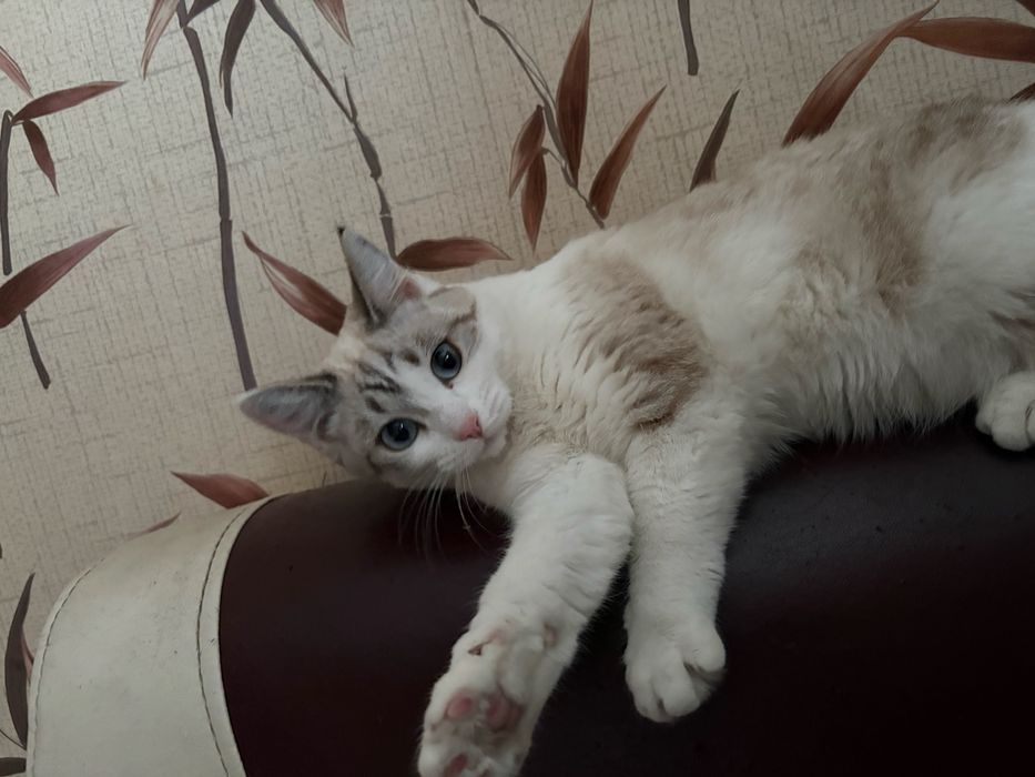 Отдам кошек в добрые руки