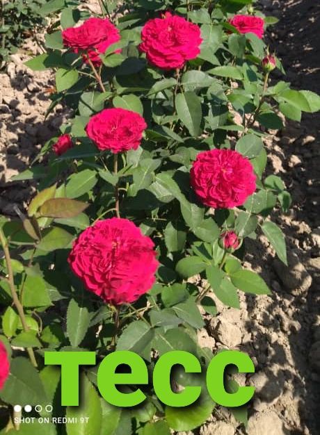 Розы укоренённые