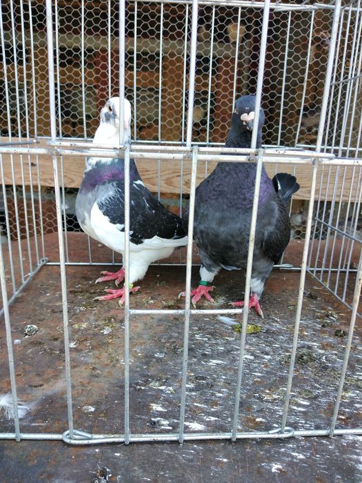 Texani Mondaini ȘI AGH