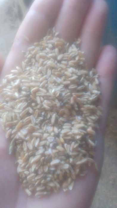 ОТХОДЫ Отруби  Полова Овес