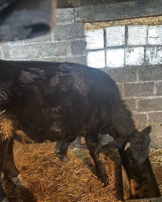 Корову продам молочную