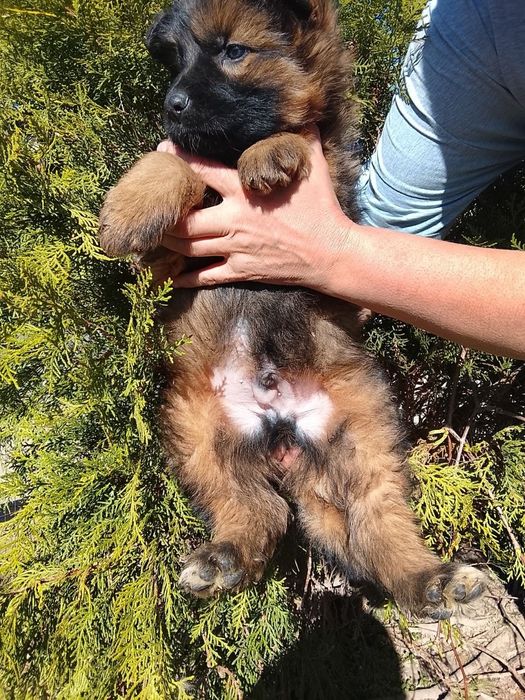 Щенки немецкой овчарки