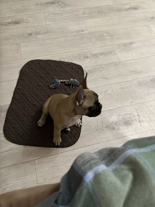 Французский бульдог