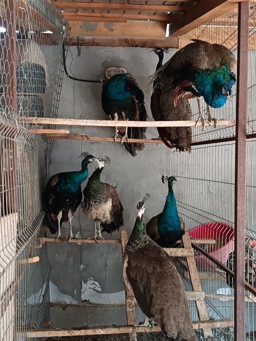 Pauni standard de 1 an si 3 luni