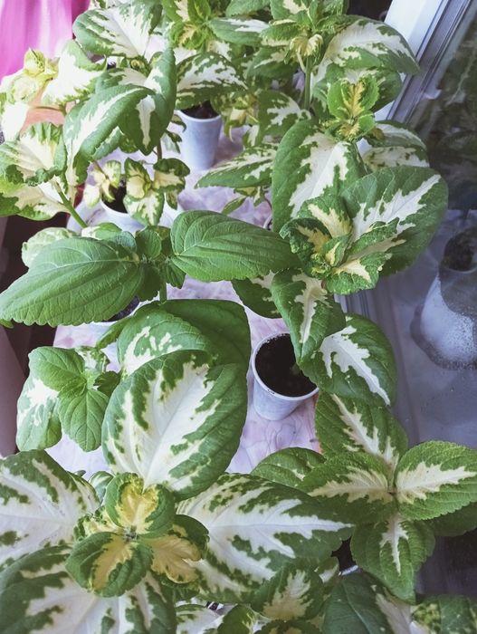 Продается рассада колеусов.