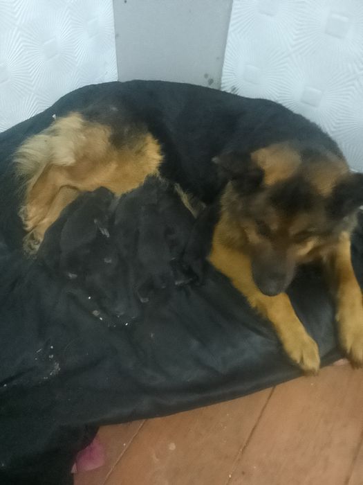 Продам щенков немецкой овчарки, 4 января помет. Цена 50к